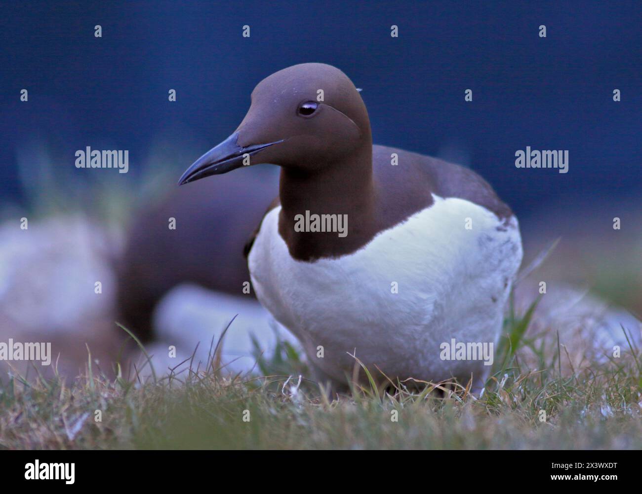 Common Guillemot (uria aalge), Skomer Island, Pembrokeshire, Galles Foto Stock