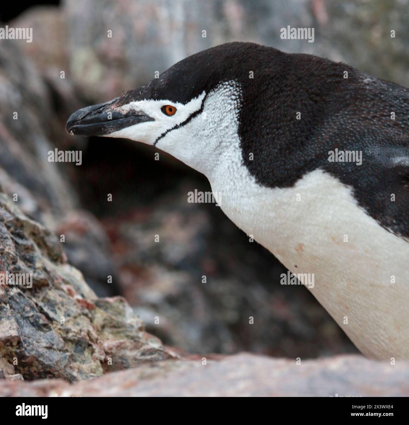 Pinguino Chinstrap (pygoscelis antartide), Isola degli Elefanti, Orcadi meridionali Foto Stock