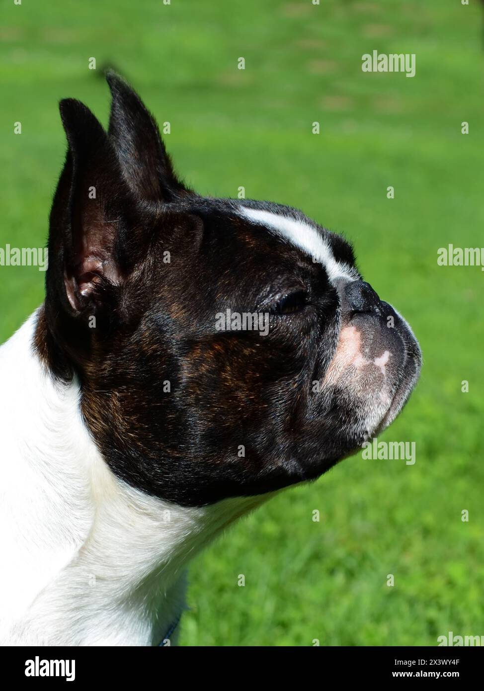 Boston Terrier cane ritratto nel giardino. Foto Stock