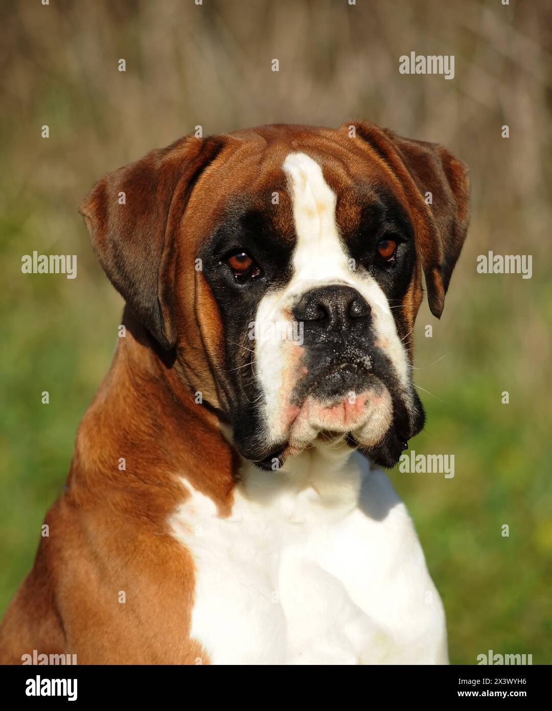Ritratto di cane di razza boxer di prato. Foto Stock