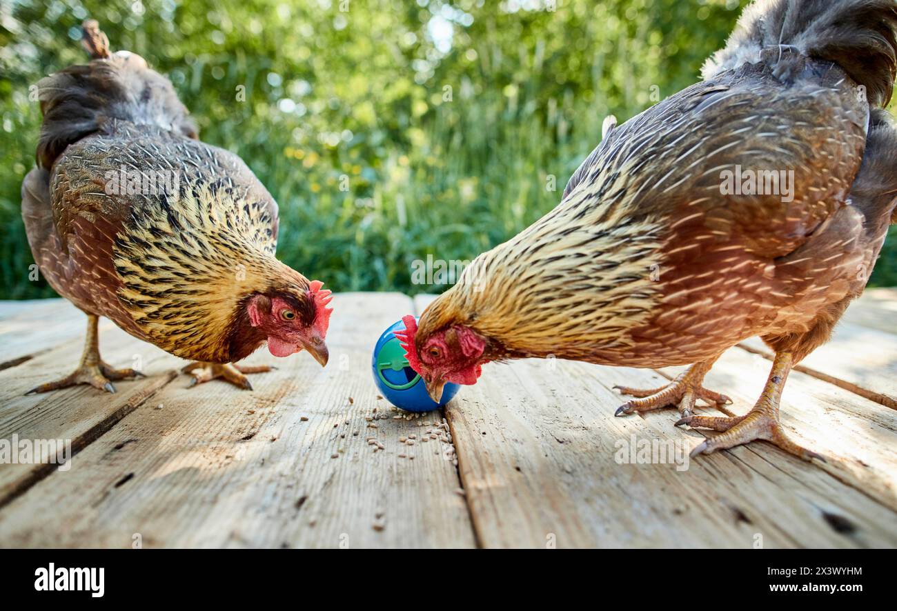Pollo Welsummer. Galline in giardino che giocano con una palla dispenser di dolcetti. Germania Foto Stock