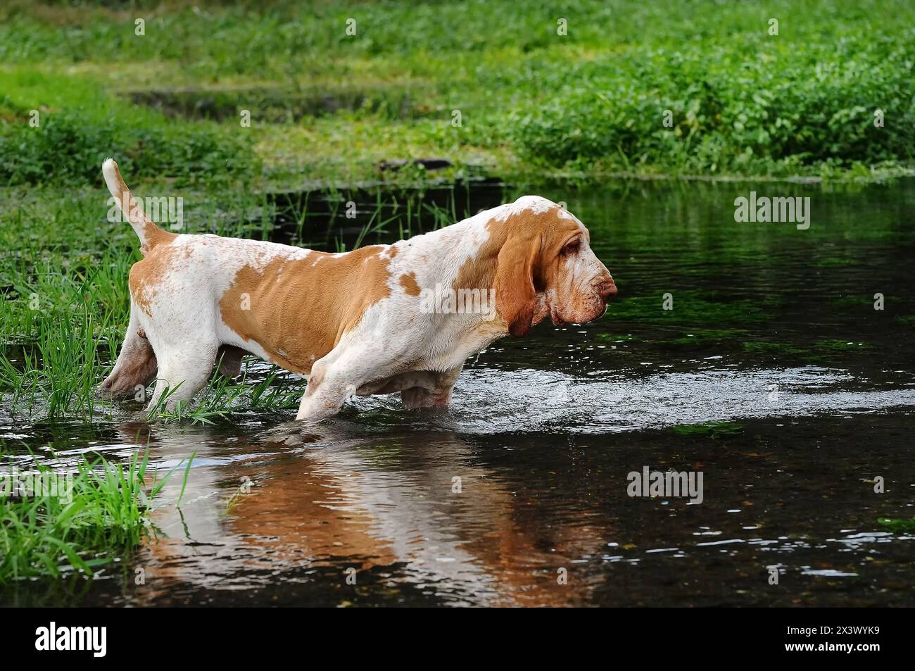 Ritratto di cane di razza nel lago, Italiano Bracco. Foto Stock