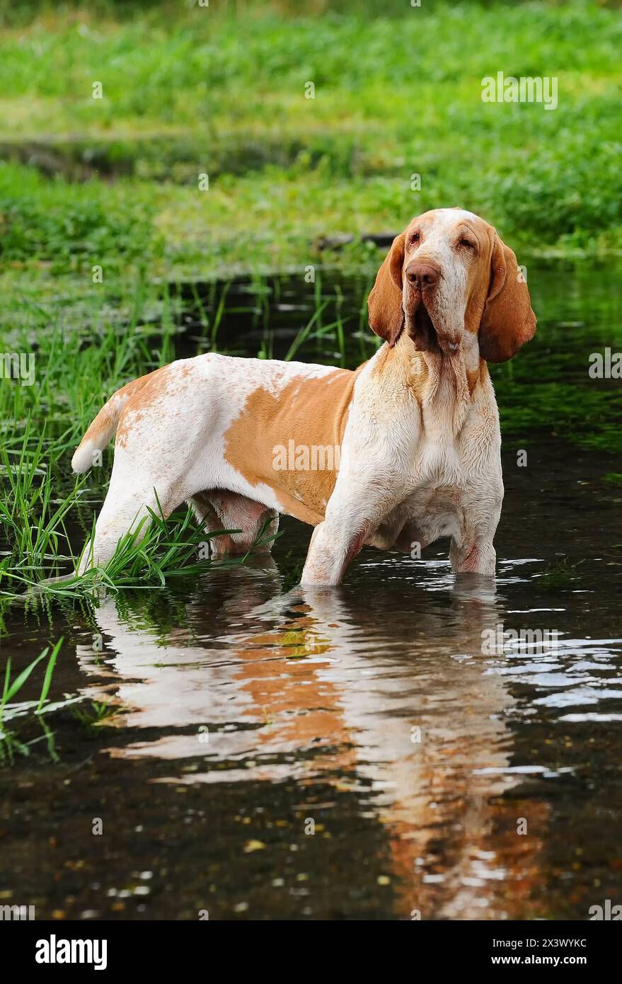 Ritratto di cane di razza nel lago, Italiano Bracco. Foto Stock