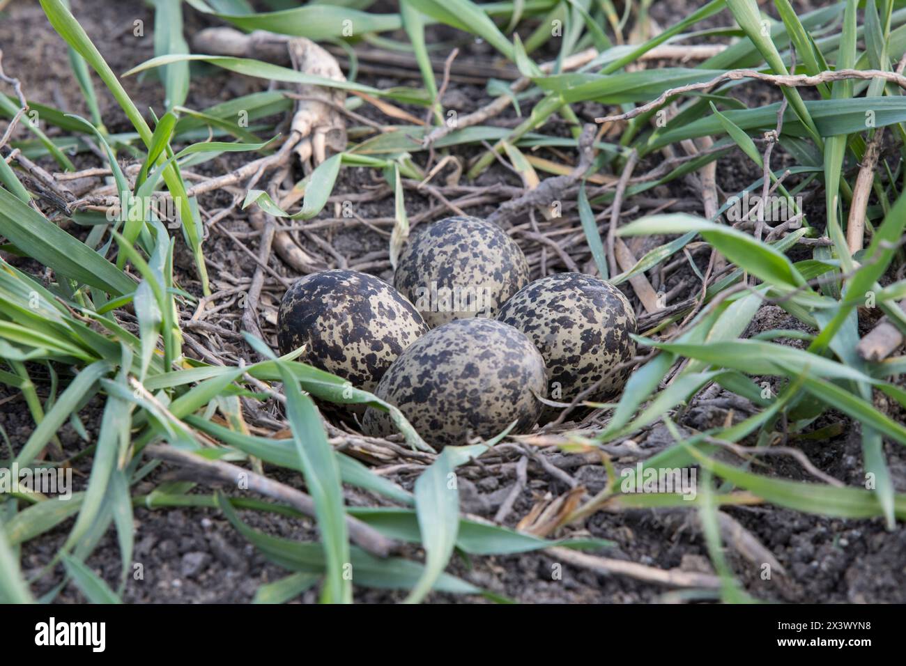 Lapwing settentrionale (Vanellus vanellus), frizione nel nido. Germania Foto Stock