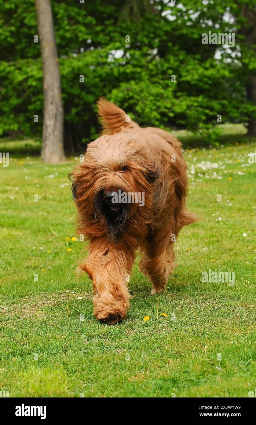 Briard cane, ritratto di pastore francese in esterni. Foto Stock