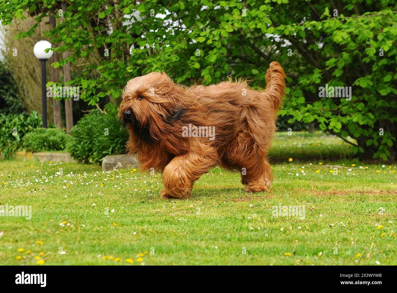 Briard cane, ritratto di pastore francese in esterni. Foto Stock