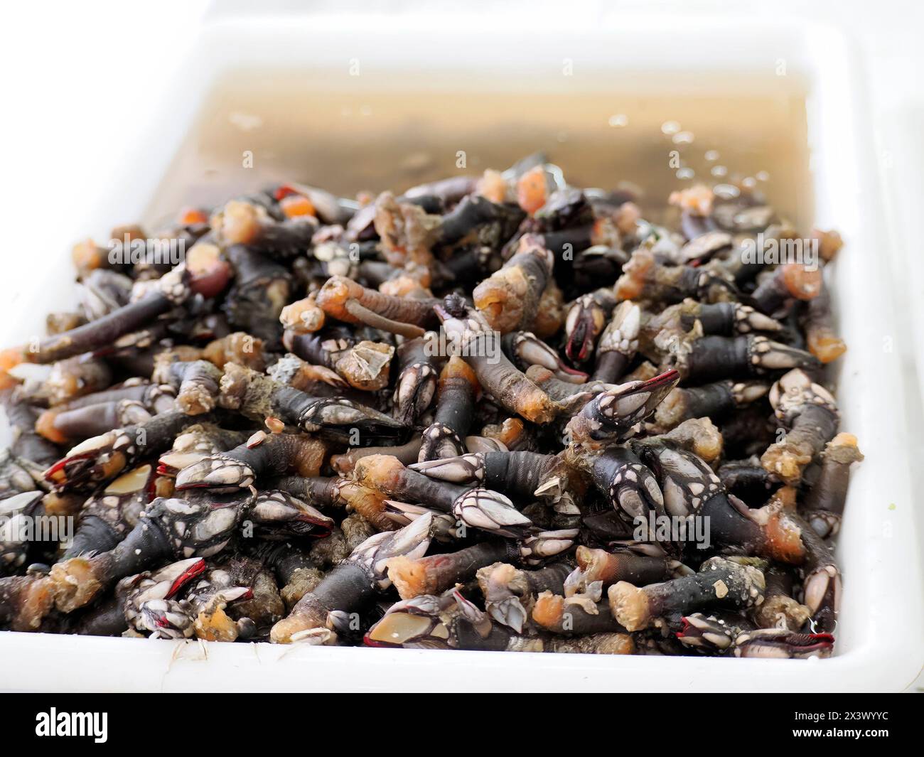 Percebes Goose Barnacles, chiamati anche Barnacles a stelo o Barnacles a collo d'oca mercato del pesce fresco Aveiro, Portogallo Foto Stock