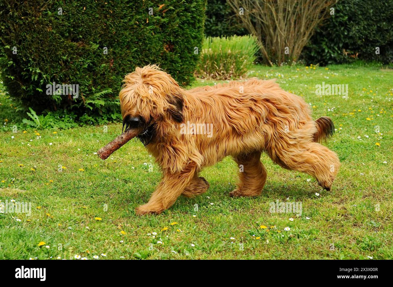 Briard cane, ritratto di pastore francese in esterni. Foto Stock