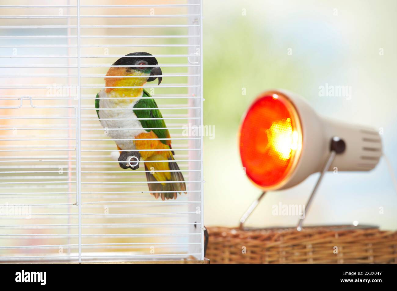 Caique con testa nera (Pionites melanocephalus) riscaldata da una lampada termica. Germania. Foto Stock