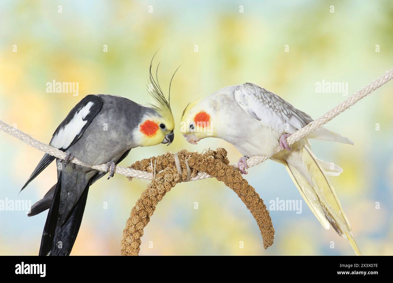 Cockatiel (Nymphicus hollandicus). Due uccelli su una corda che mangiano miglio. Germania Foto Stock