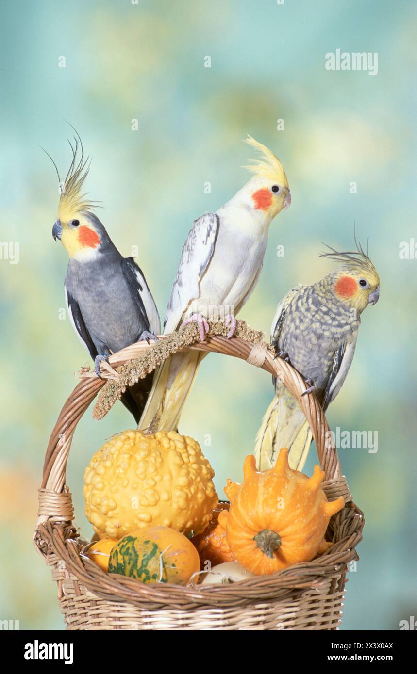 Cockatiel (Nymphicus hollandicus). Tre uccelli di colore diverso seduti fianco a fianco su un cestino con zucche ornamentali. Germania. Foto Stock
