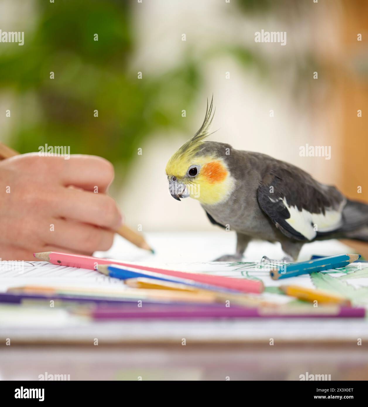 Cockatiel (Nymphicus hollandicus). Un adulto osserva una matita da colorare nella mano di un disegnatore. Germania Foto Stock