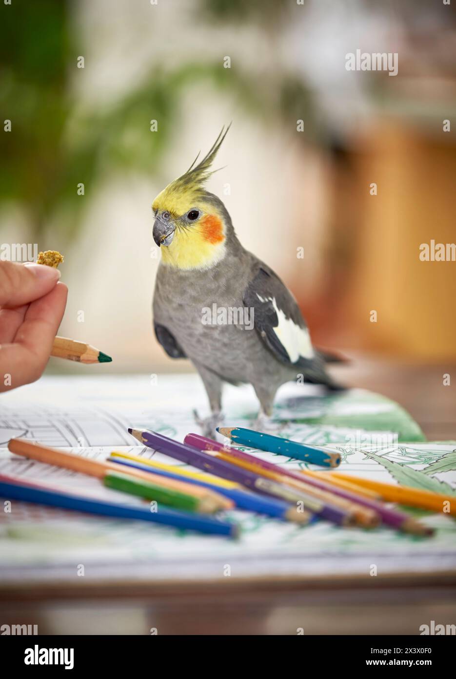 Cockatiel (Nymphicus hollandicus). Un adulto osserva un regalo in mano a un disegnatore. Germania Foto Stock