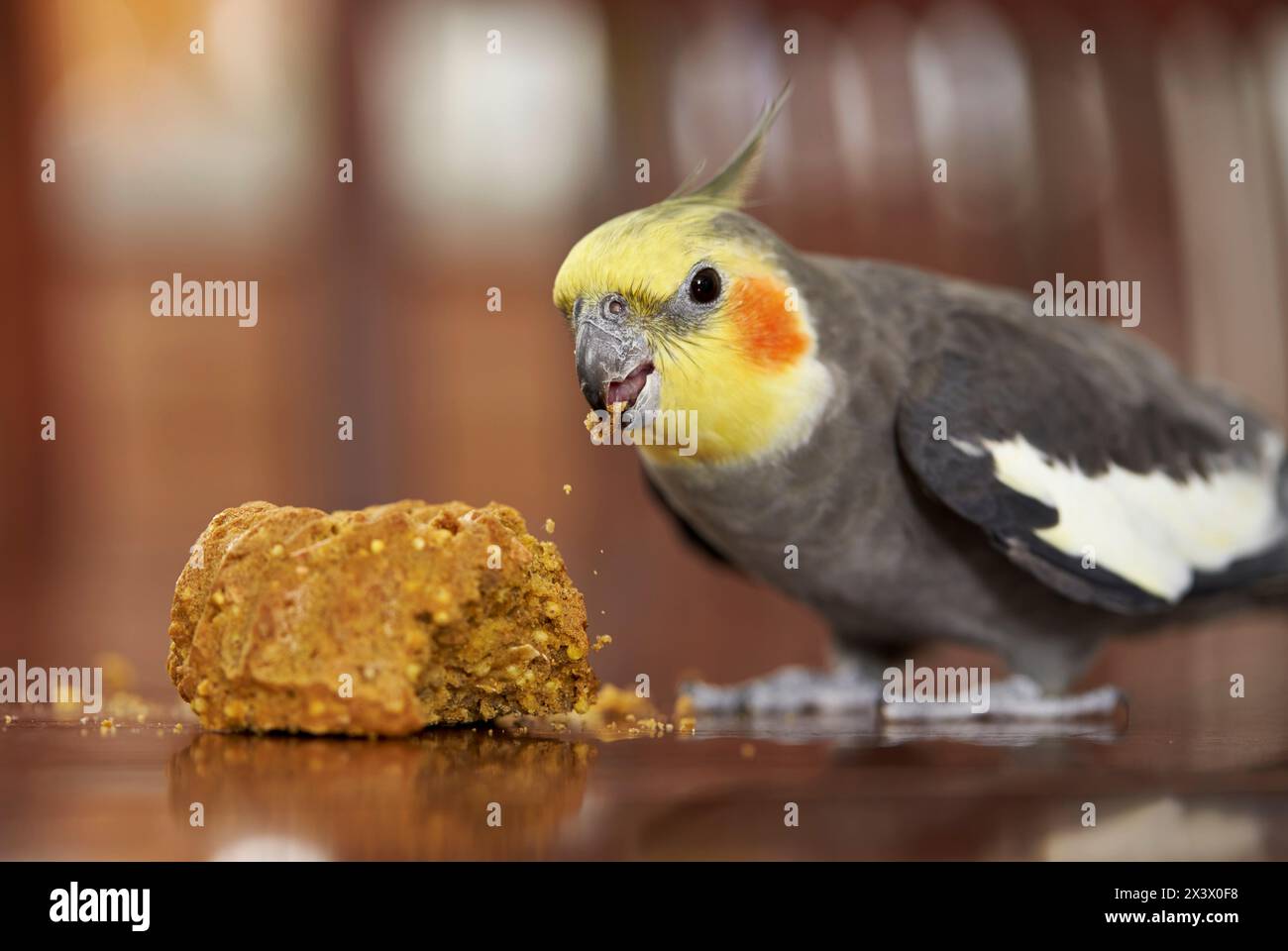Cockatiel (Nymphicus hollandicus). Adulto che mangia pane speciale per uccelli. Germania Foto Stock