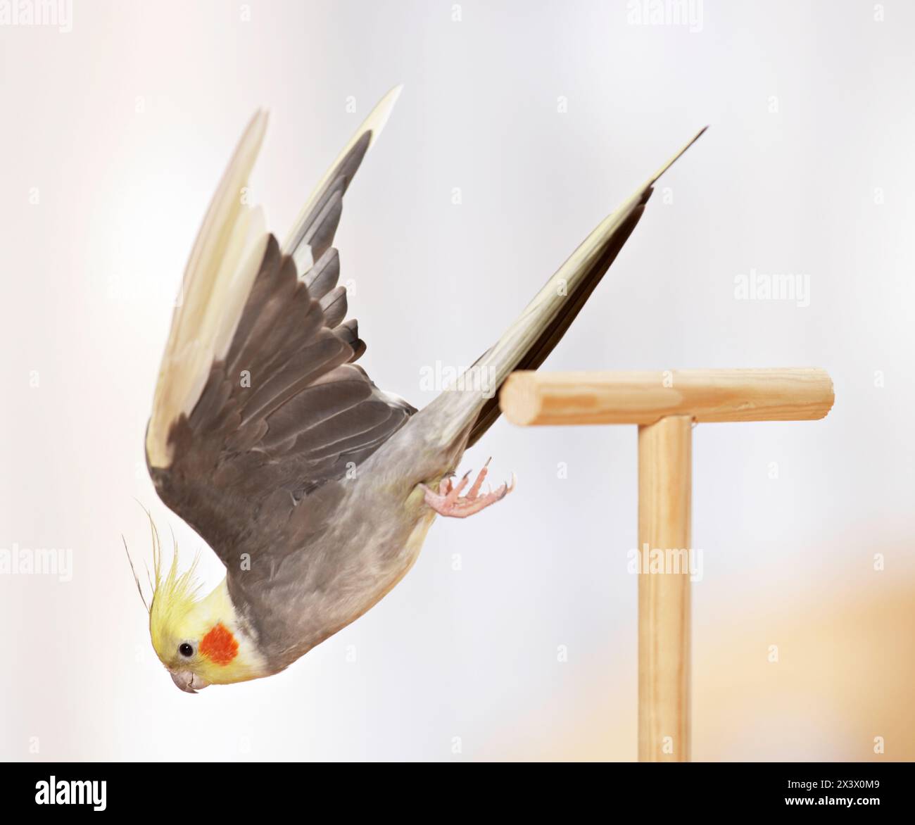 Cockatiel (Nymphicus hollandicus). Un adulto decolla dal persico. Germania Foto Stock
