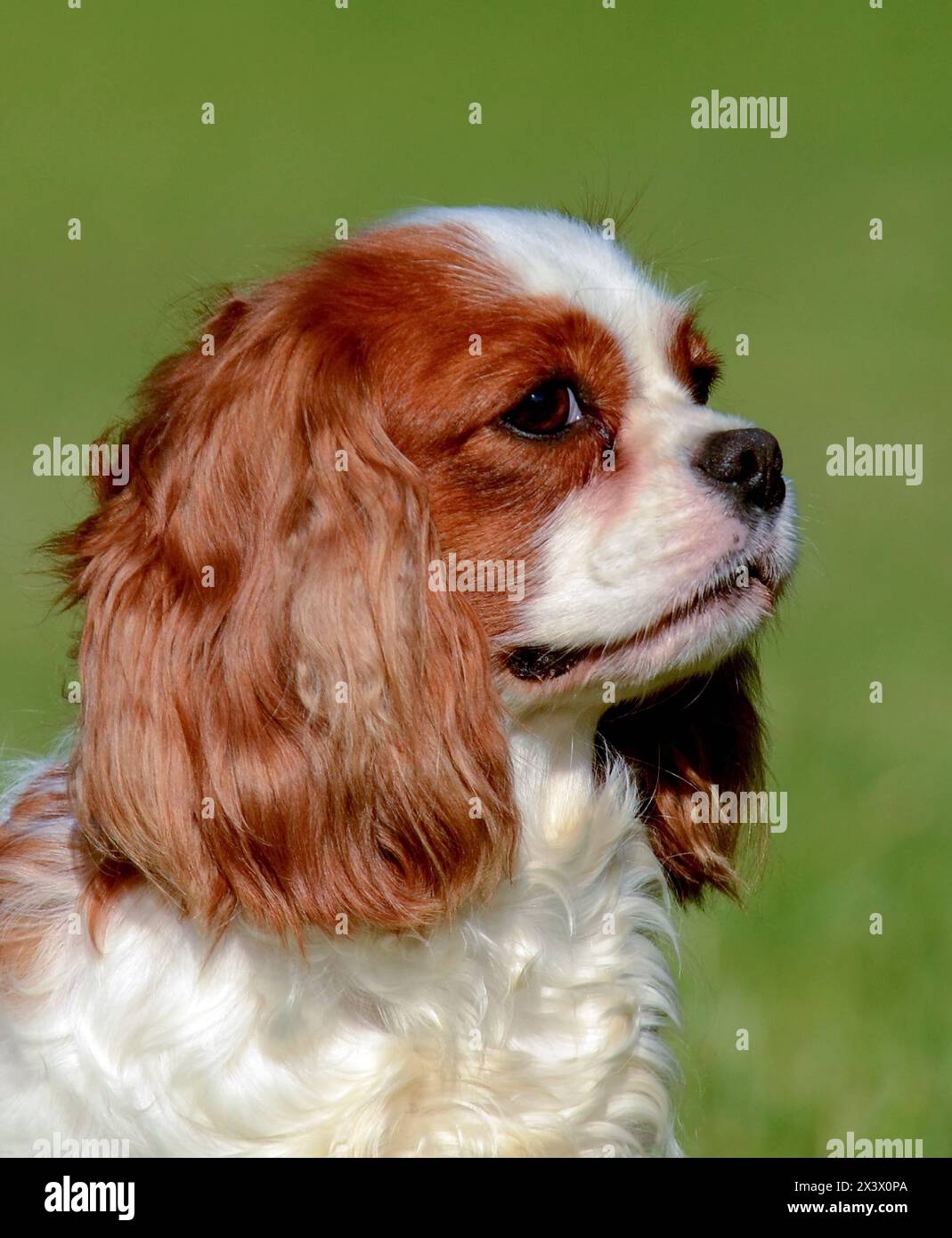 Ritratto di un Cavalier King Charles cane in esterni. Foto Stock