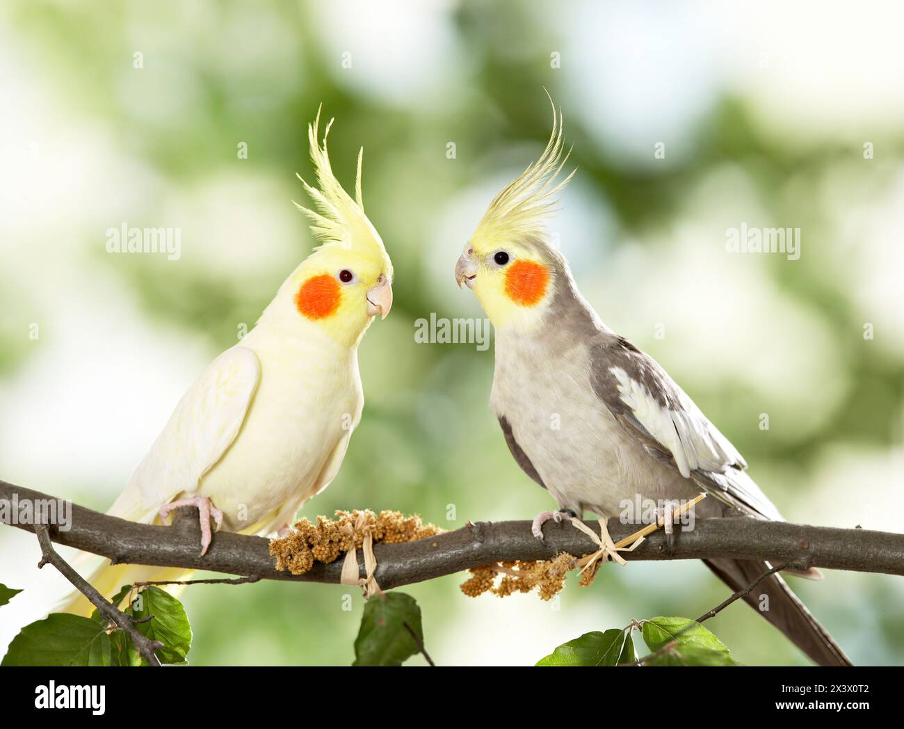 Cockatiel (Nymphicus hollandicus). Due uccelli adulti appollaiati sul ramoscello di faggio. Non adatto per confezioni di alimenti per animali domestici. Germania Foto Stock