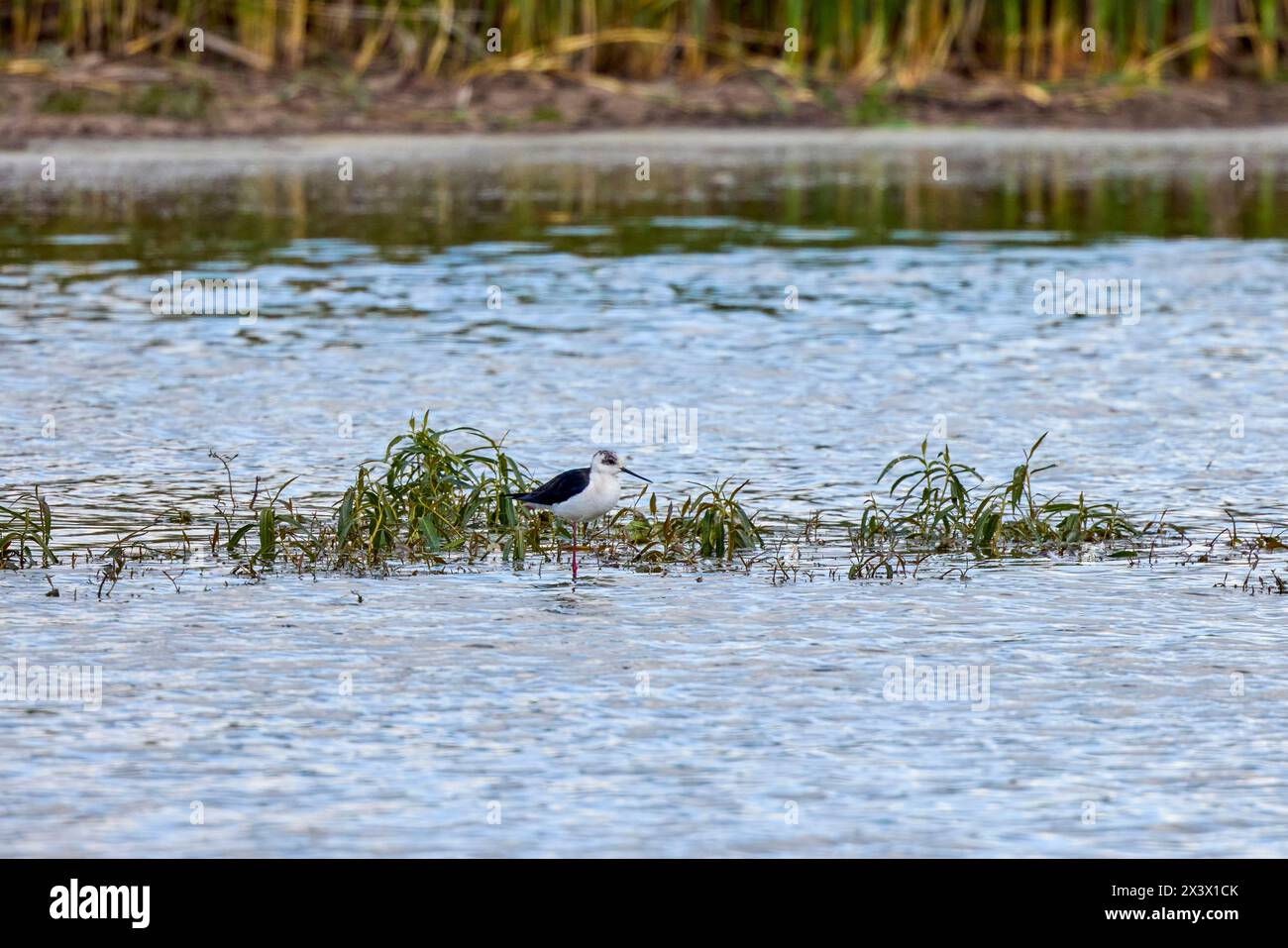Palude dalle ali nere (Himantopus himantopus), un uccello che si nutre di piccole creature acquatiche in una palude allagata Foto Stock