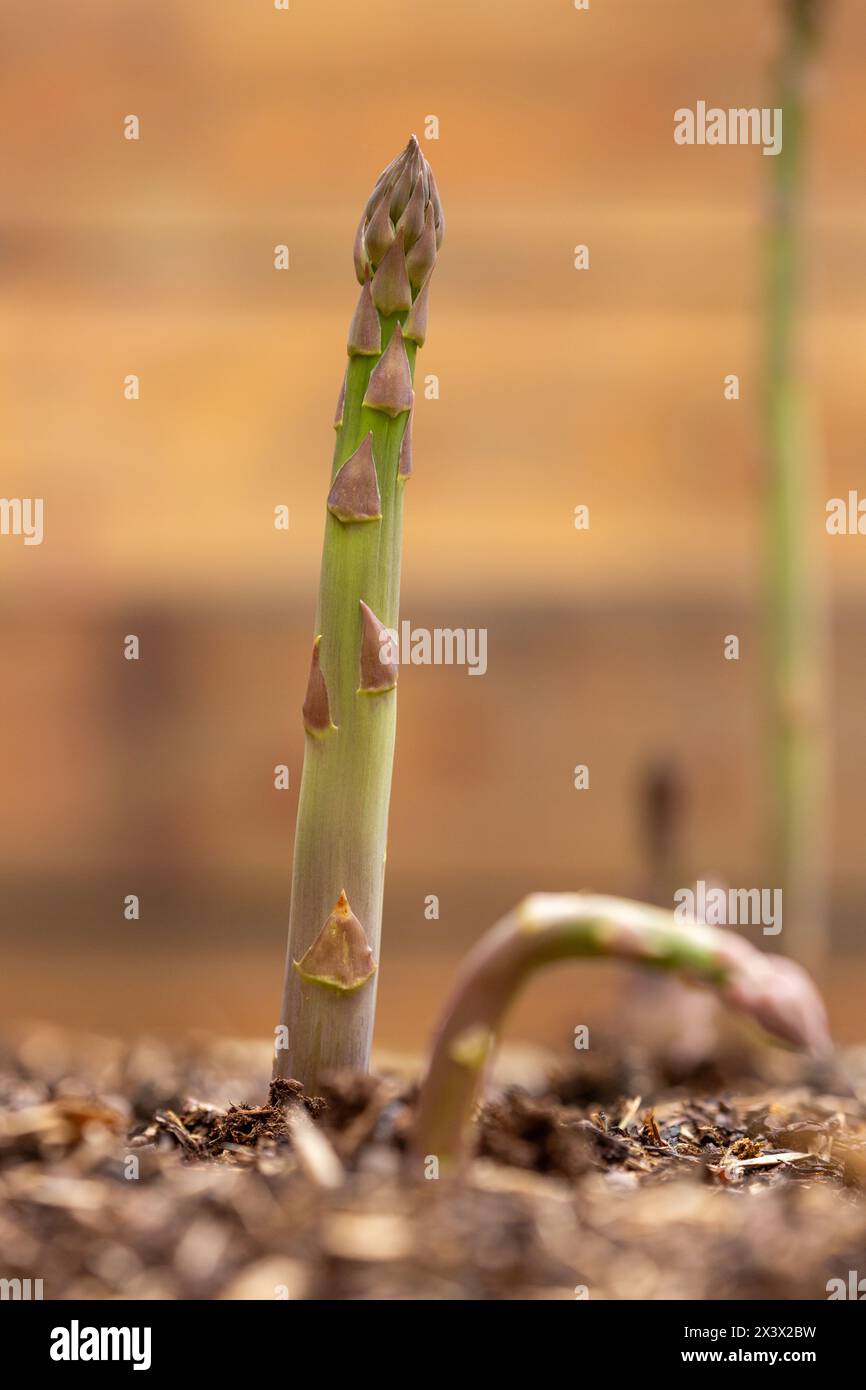 lance di asparagi verdi che crescono in un giardino scozzese Foto Stock