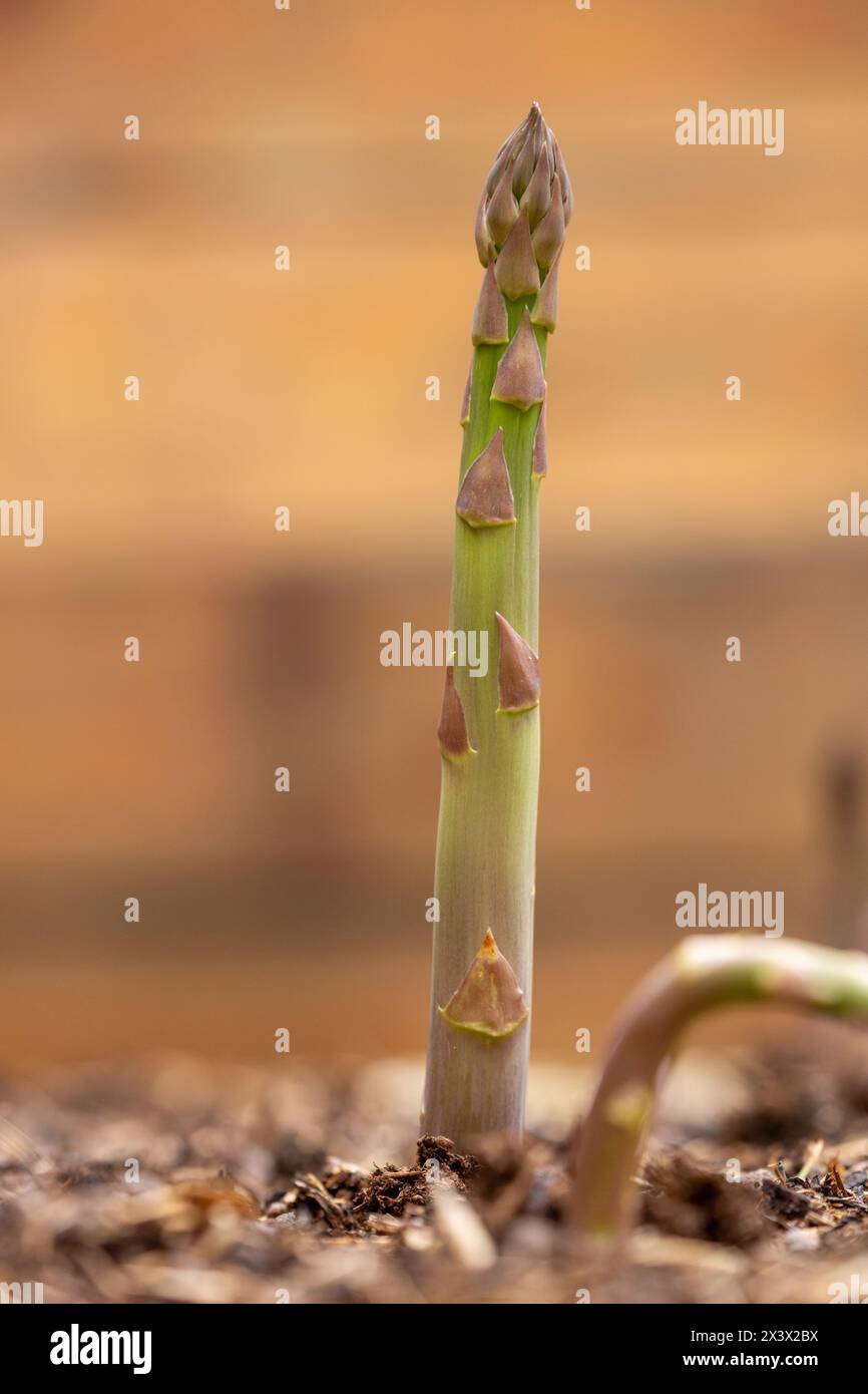 lance di asparagi verdi che crescono in un giardino scozzese Foto Stock