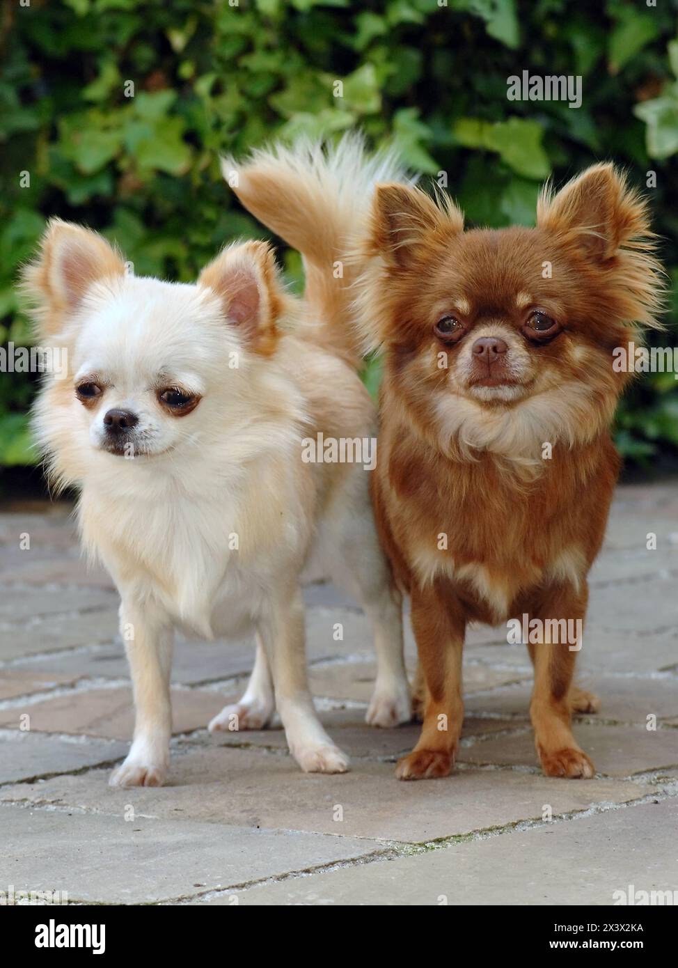 Ritratto di due simpatici cani chihuahua all'aperto. Foto Stock