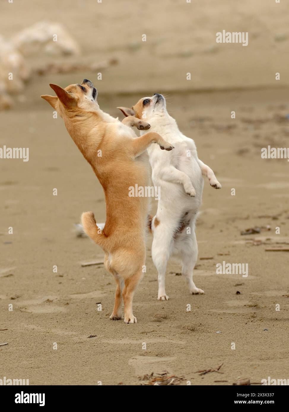 Ritratto di due simpatici cani chihuahua all'aperto sulla spiaggia. Foto Stock
