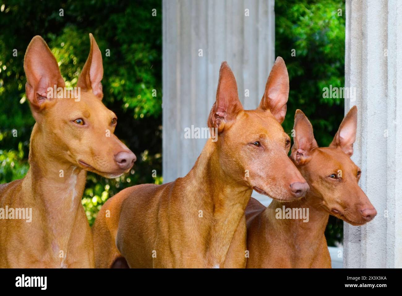 Ritratto di tre cani del Cirneco dell'Etna all'aperto. Foto Stock