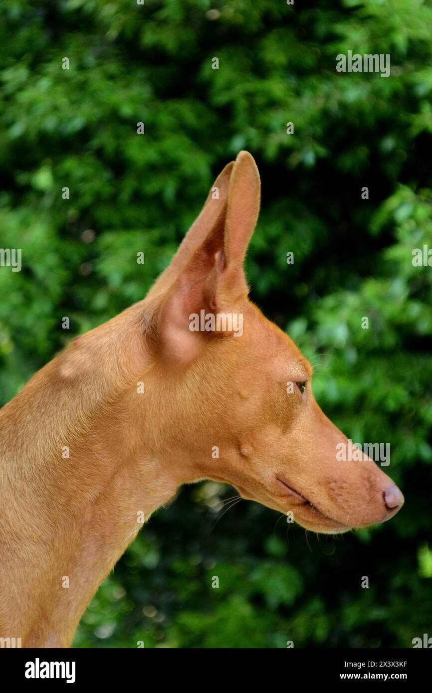 Ritratto del cane del Cirneco dell'Etna all'aperto. Foto Stock