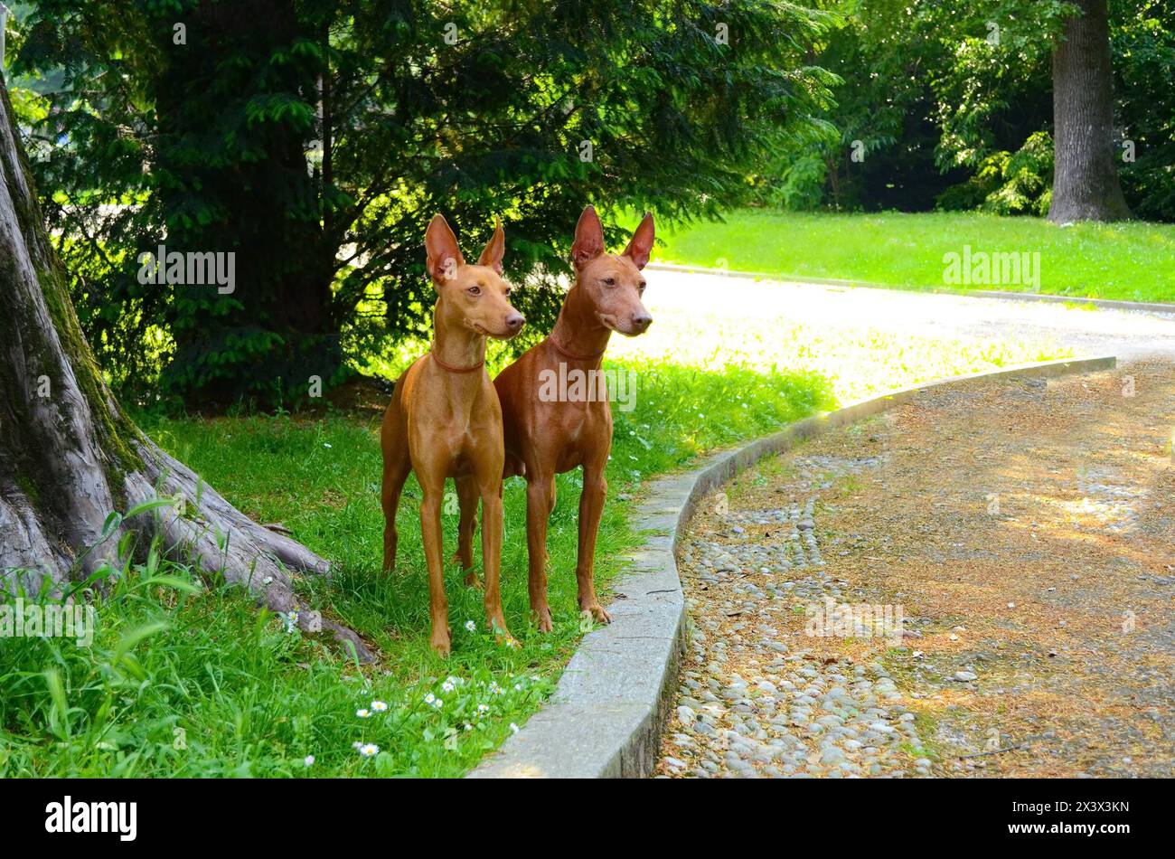 Ritratto di due cani del Cirneco dell'Etna all'aperto. Foto Stock