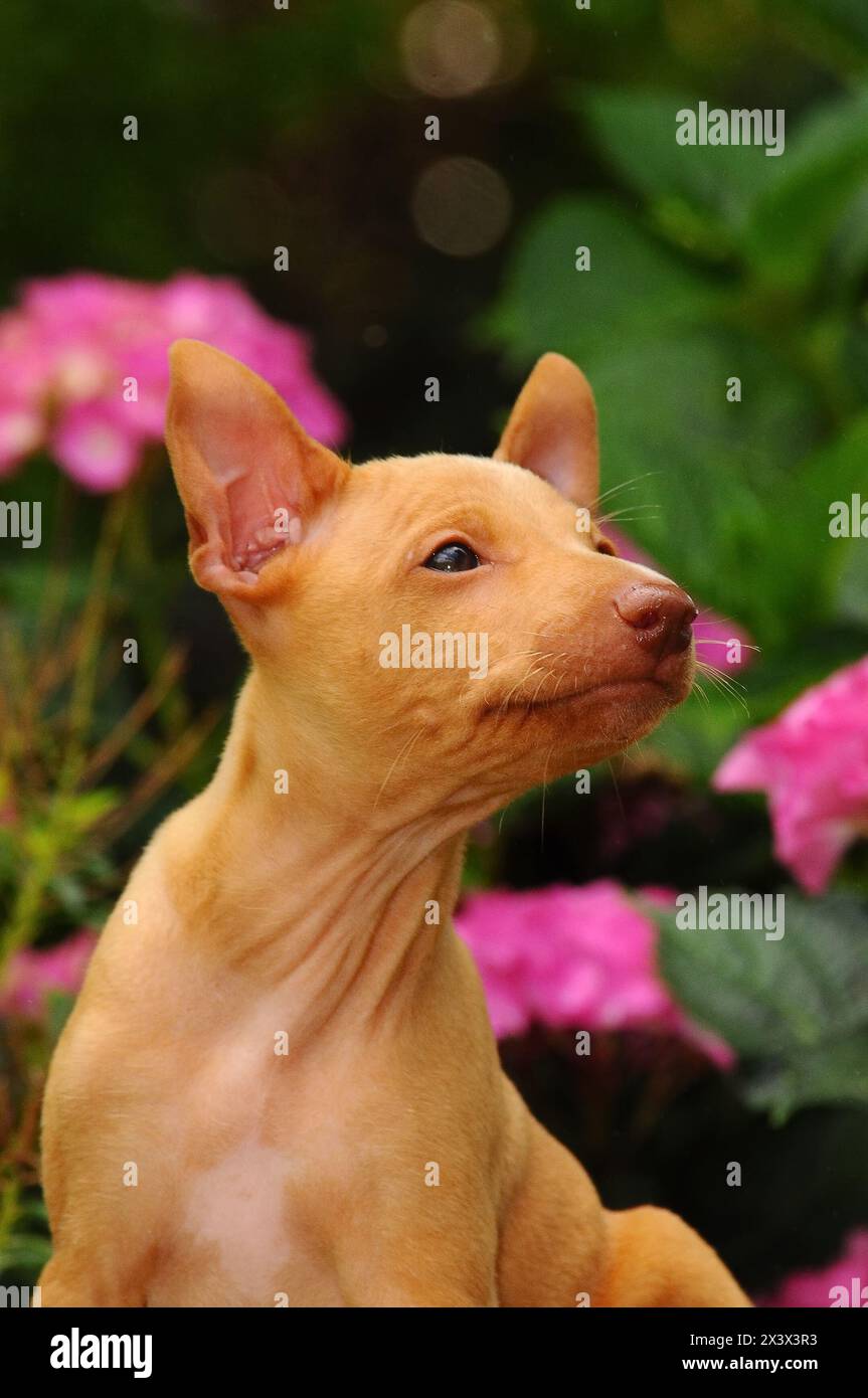 Ritratto del cagnolino del Cirneco dell'Etna all'aperto. Foto Stock
