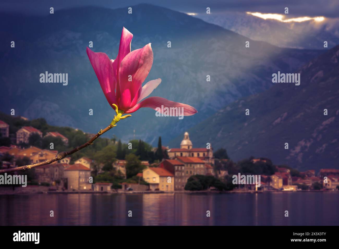 Primo piano di un fiore di magnolia rosa in piena fioritura contro una montagna blu al tramonto. Foto Stock