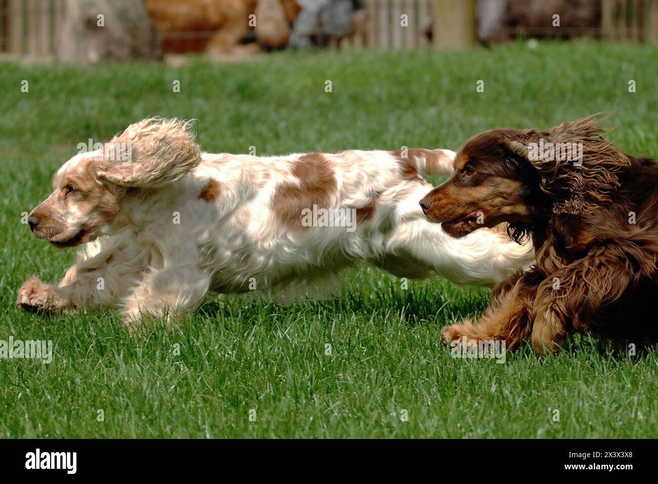 Ritratto di due Cocker spaniel inglesi all'aperto. Foto Stock