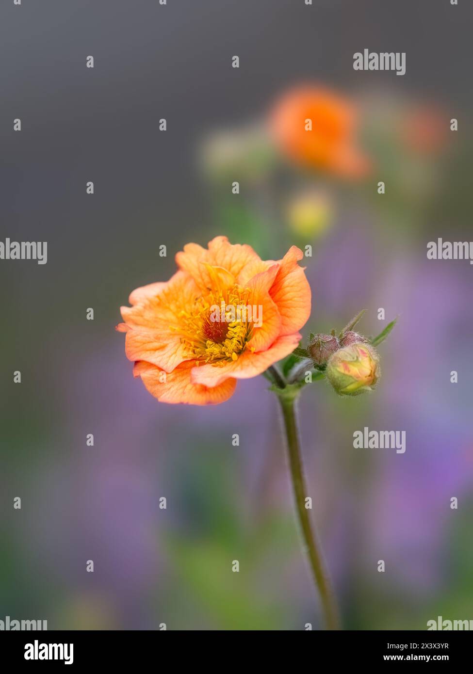 Primo piano di un singolo fiore di Geum 'totalmente Tangerine' in un giardino in primavera Foto Stock