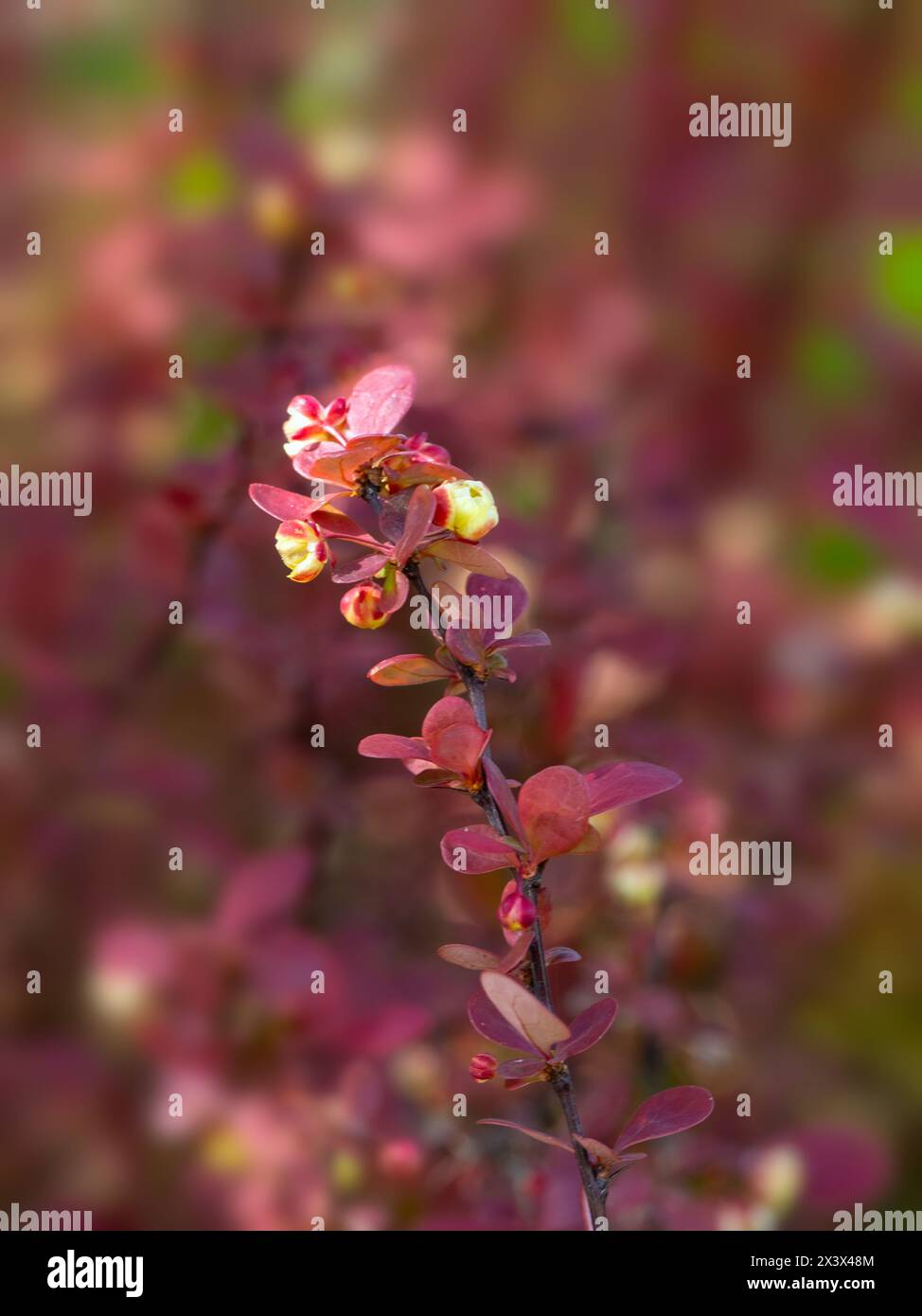 Primo piano di fiori e foglie di Berberis thunbergii 'Orange Rocket' in un giardino in primavera su uno sfondo scuro Foto Stock