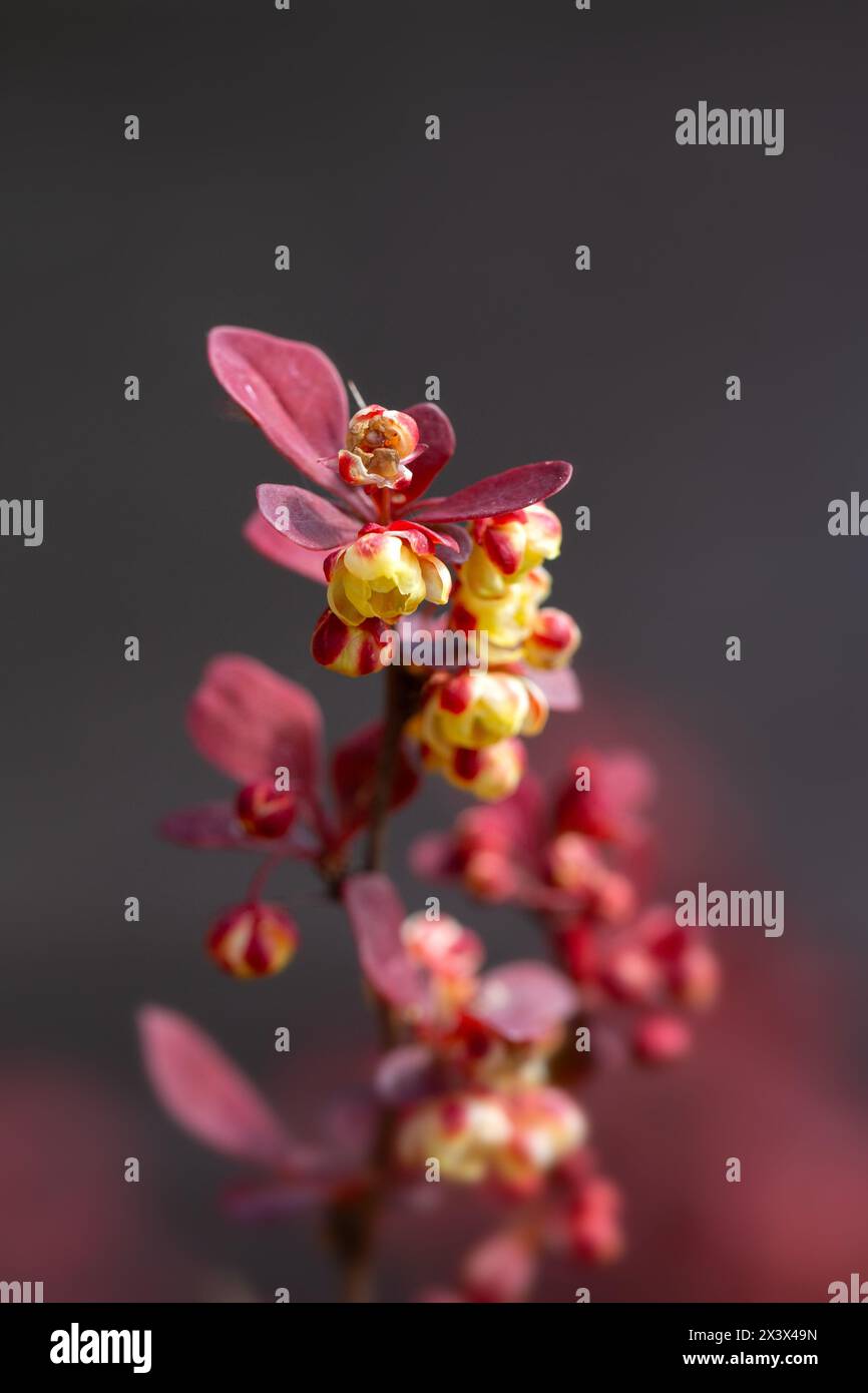 Primo piano di fiori e foglie di Berberis thunbergii 'Orange Rocket' in un giardino in primavera su uno sfondo scuro Foto Stock