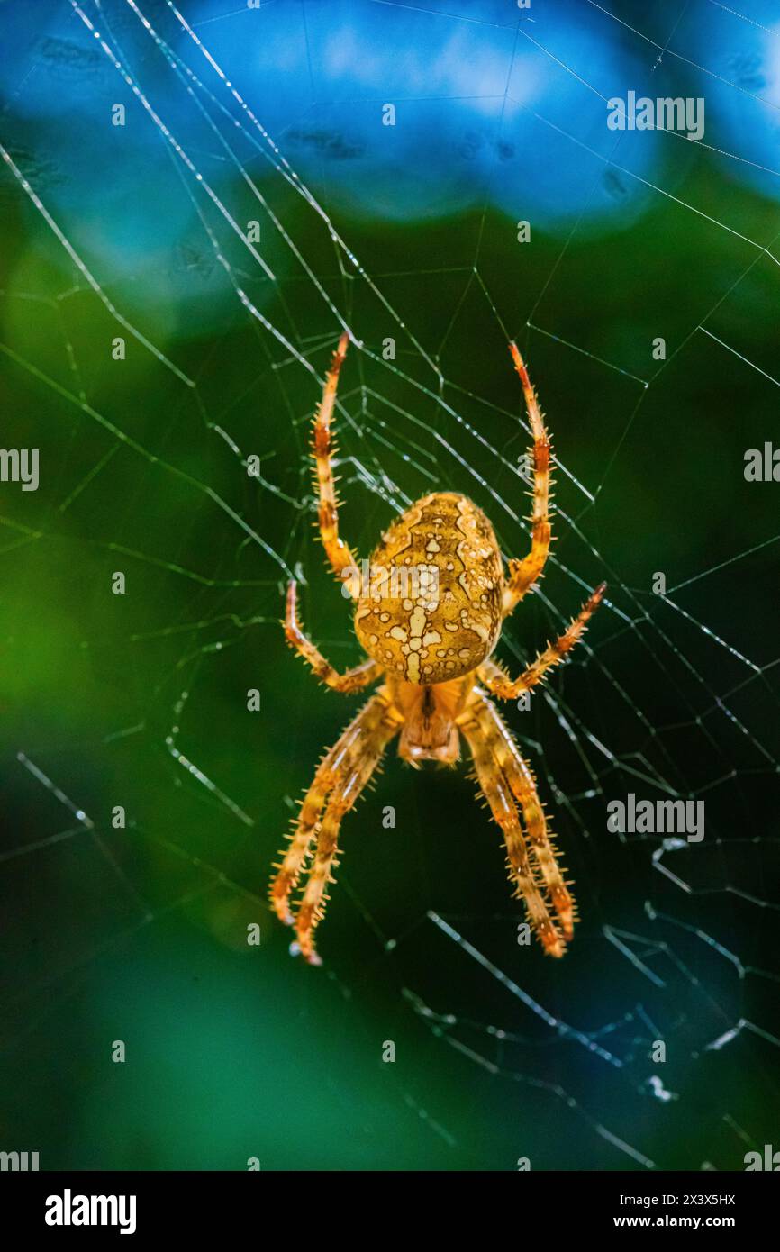 Ritratto di ragno arancio peloso (ragno europeo o ragno crociato o ragno crociato o ragno diadema, Araneus diadematus) grande e bella brigh Foto Stock