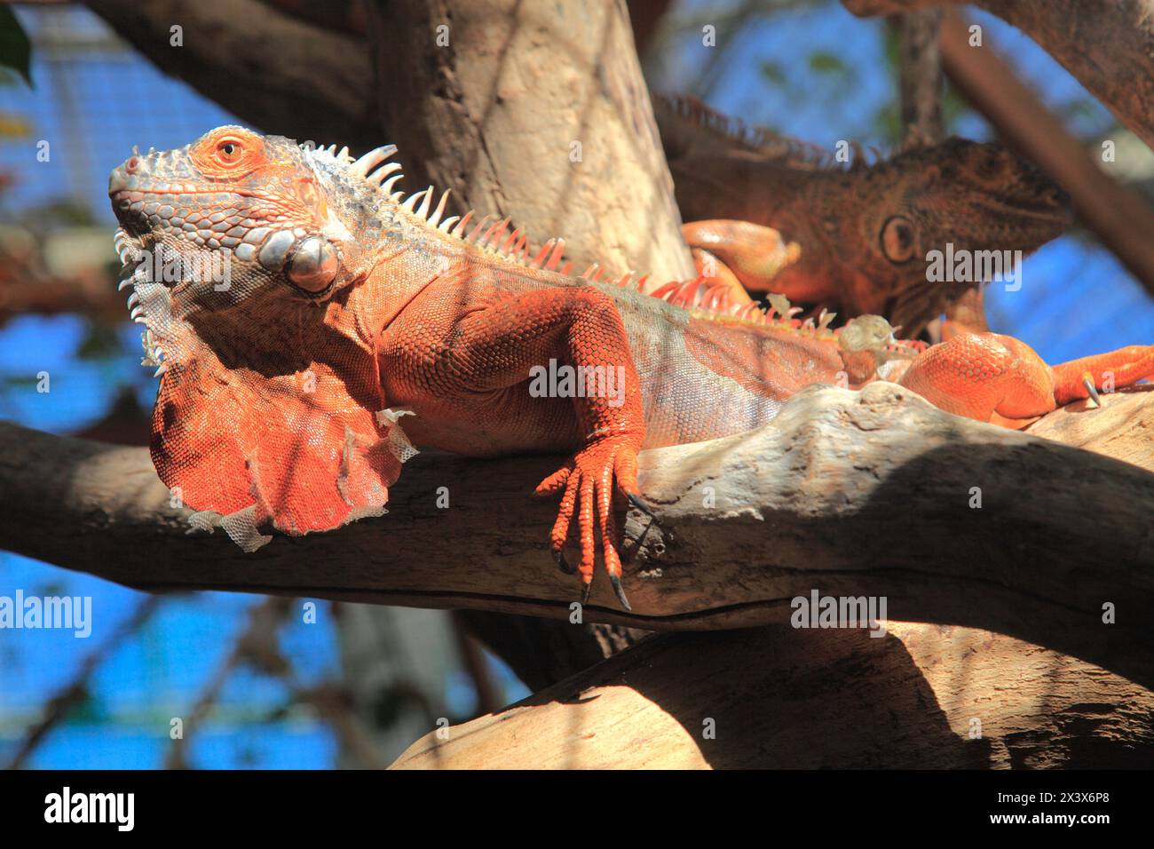 Francia, Nouvelle Aquitaine, dipartimento di Vienne, Civaux, parco Terre de Dragons (prima del parco del pianeta dei coccodrilli) Foto Stock