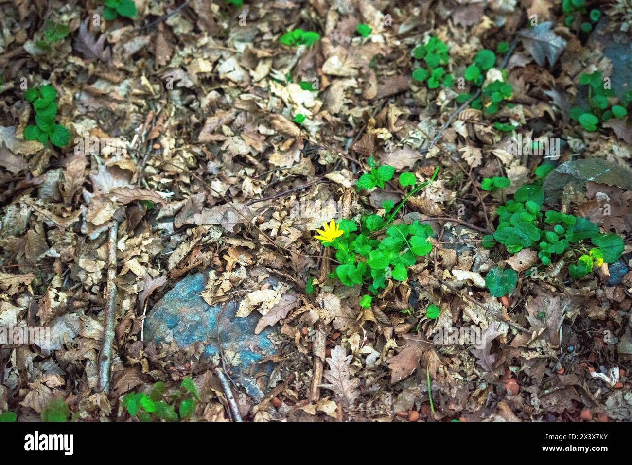 Gli alberi della foresta adornati da lussureggianti crepe creano un ipnotico arazzo di verde, che esalta la bellezza naturale del bosco. Foto Stock