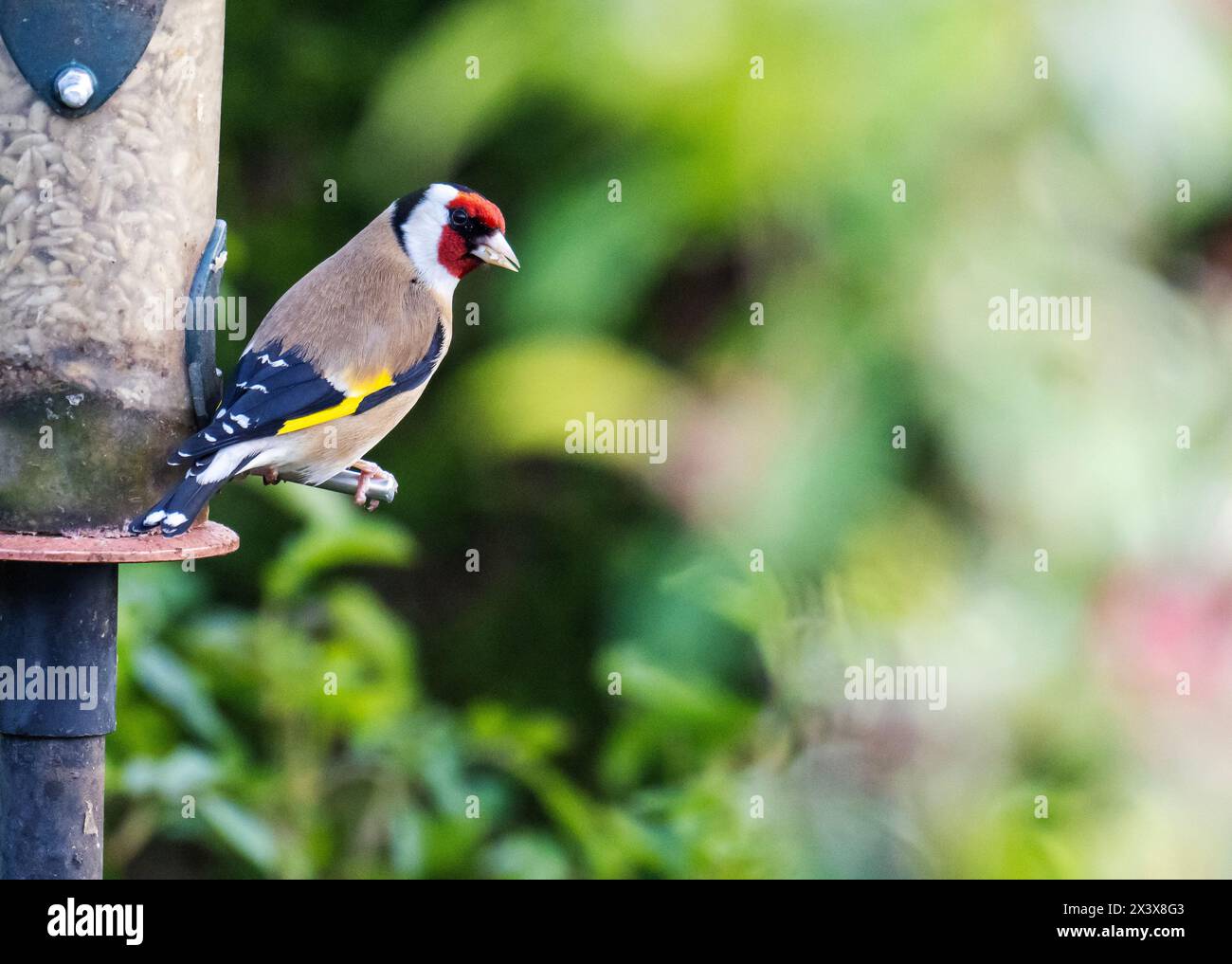 Goldfinch, Carduelis carduelis su un alimento per uccelli in un giardino di Ambleside, Lake District, Regno Unito. Foto Stock