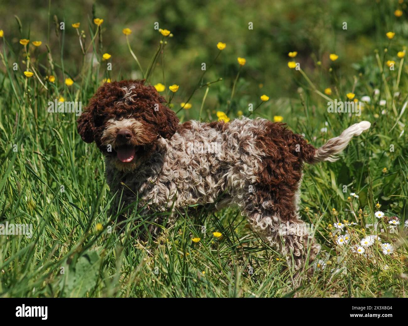 Ritratto di Lagotto Romagnolo cane tartufo in esterni. Foto Stock