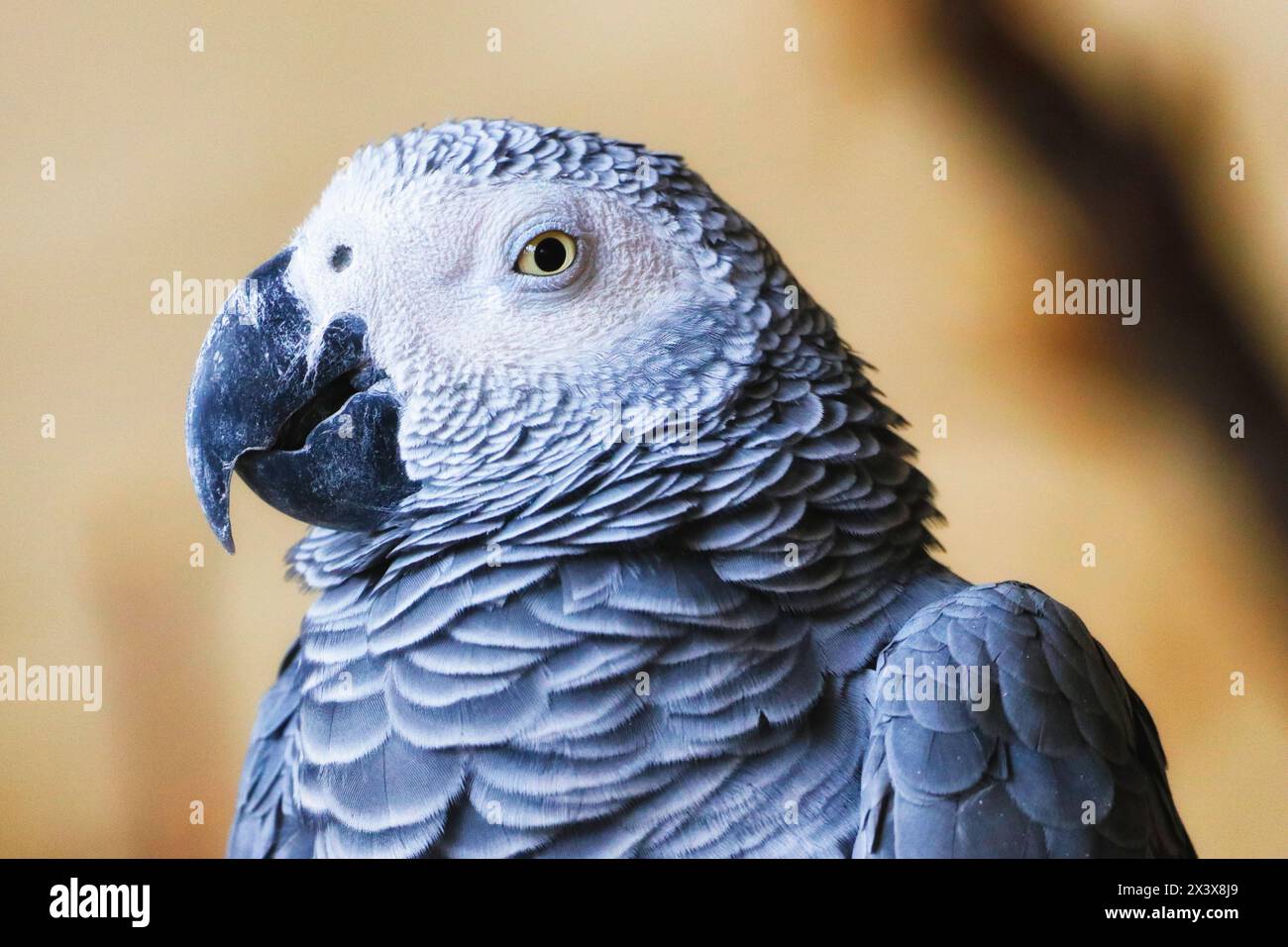 Primo piano su un pappagallo grigio gabonese o pappagallo grigio (Psittacus erithacus). Foto Stock