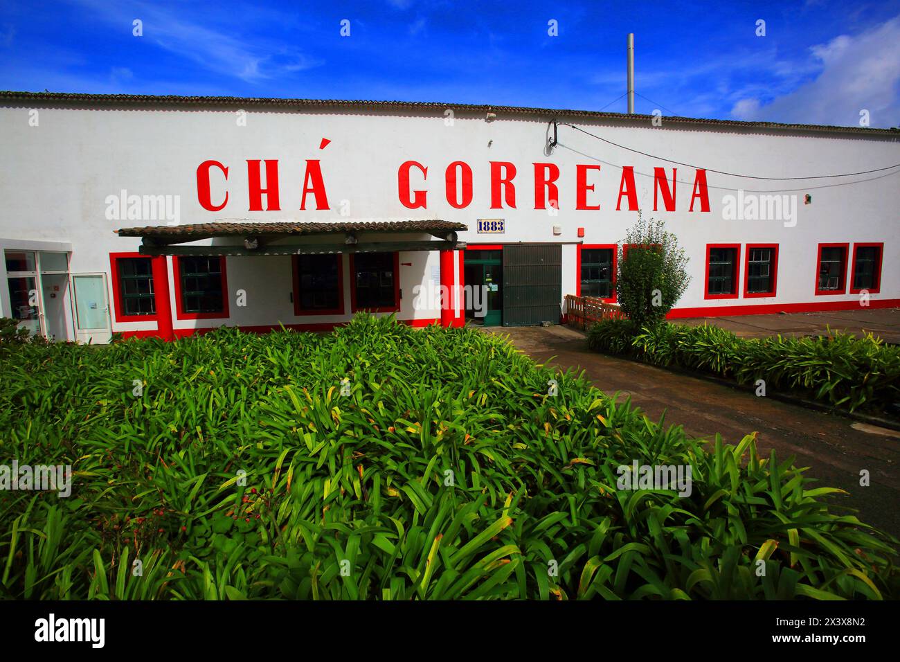 Isola di Sao Miguel, Azzorre, Portogallo. Piantagione di tè. Gorreana Foto Stock