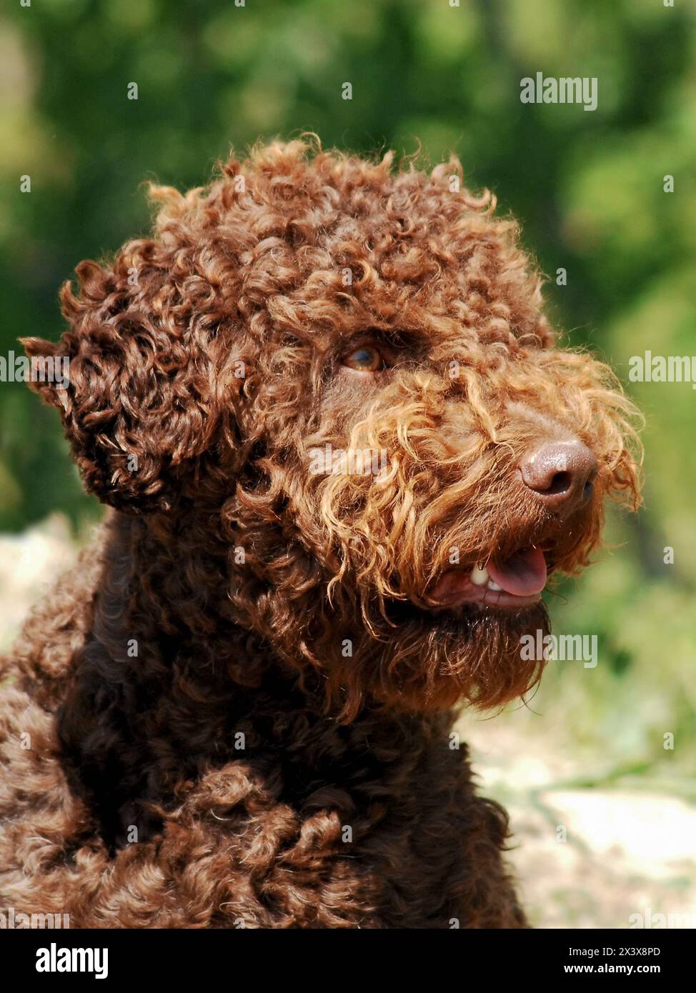 Ritratto di Lagotto Romagnolo cane tartufo in esterni. Foto Stock