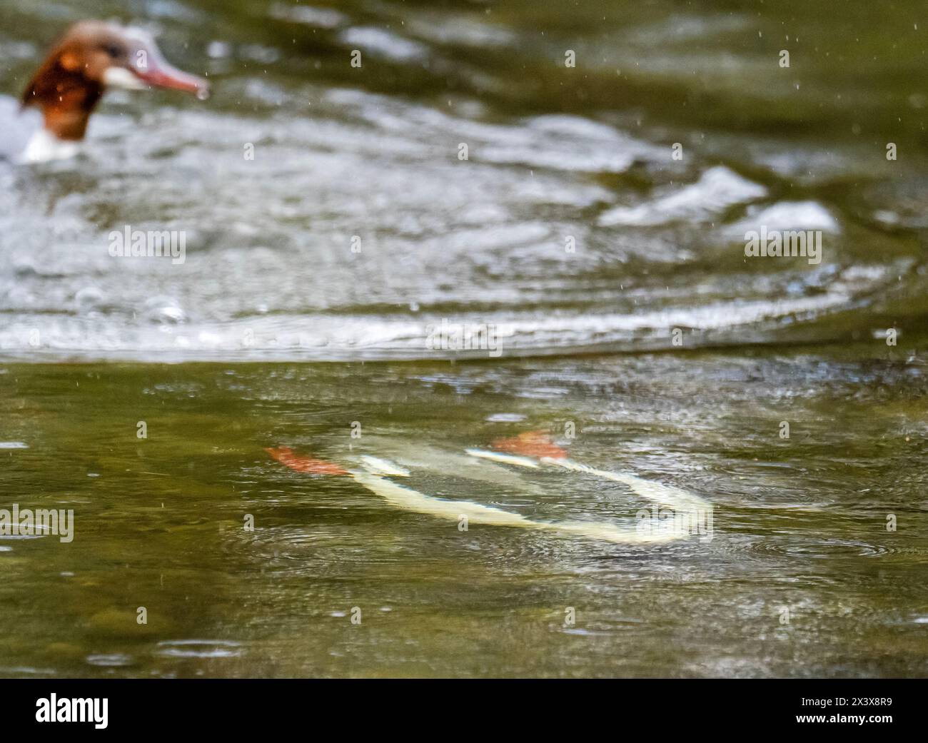 Un Goosander maschio, Mergus merganser sott'acqua, immersioni per pesci sul fiume Rothay ad Ambleside, Cumbria, Regno Unito. Foto Stock
