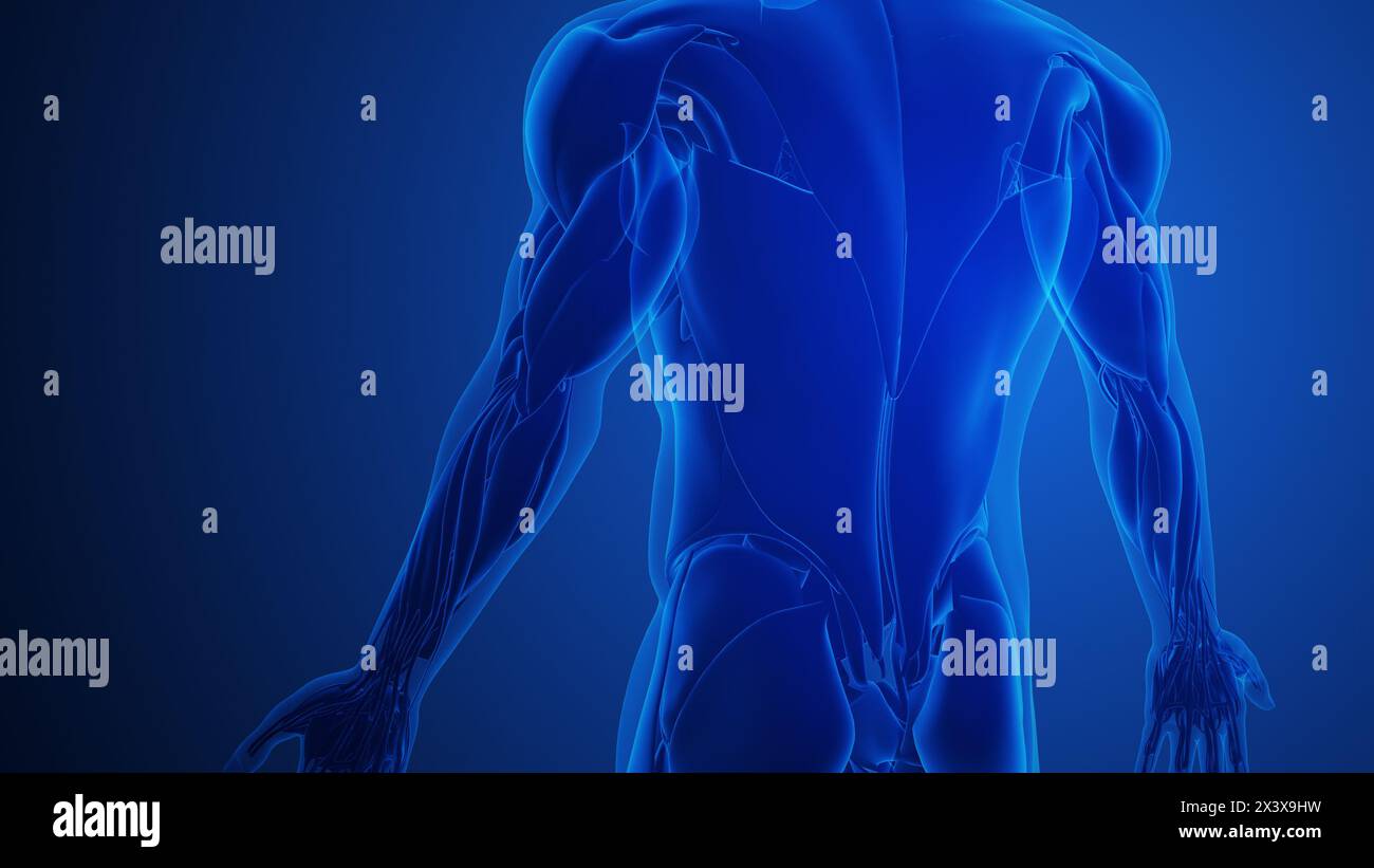 Muscoli Latissimus Dorsi con sfondo blu Foto Stock