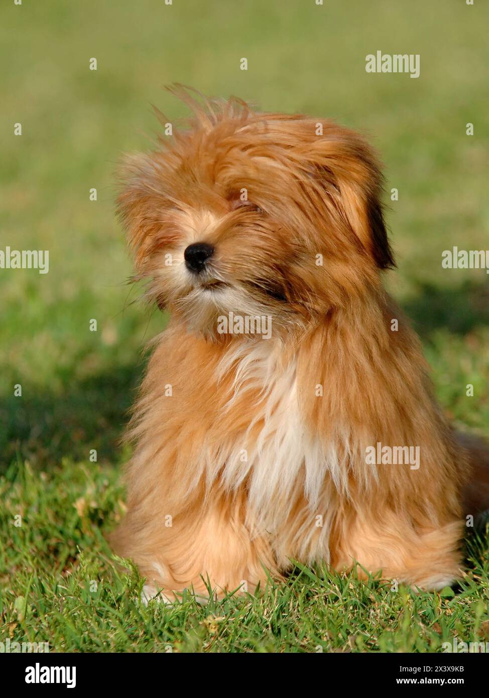 Ritratto del cucciolo di lhasa apso all'aperto. Foto Stock