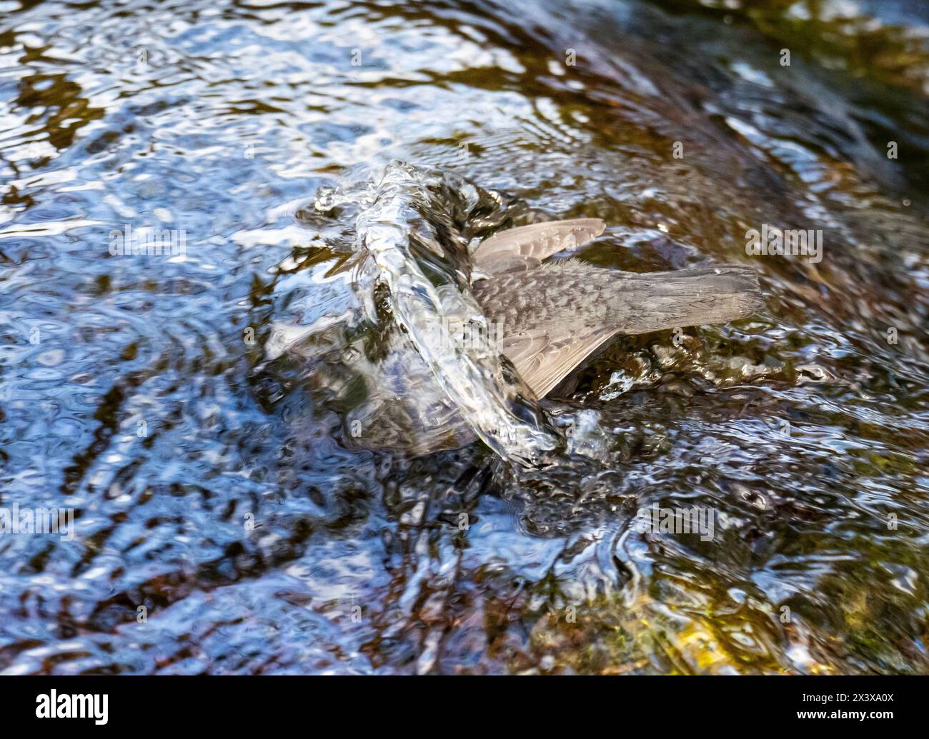 A Dipper, Cinclus cinclus alla ricerca di insetti acquatici sul fiume Rothay ad Ambleside, Lake District, Regno Unito. Foto Stock