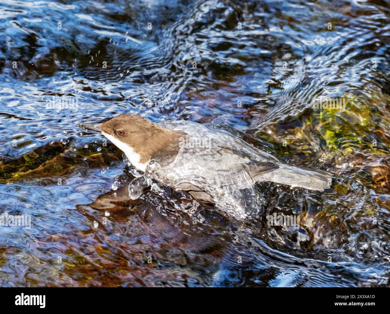 A Dipper, Cinclus cinclus che emergono da sott'acqua sul fiume Rothay ad Ambleside, Lake District, Regno Unito. Foto Stock
