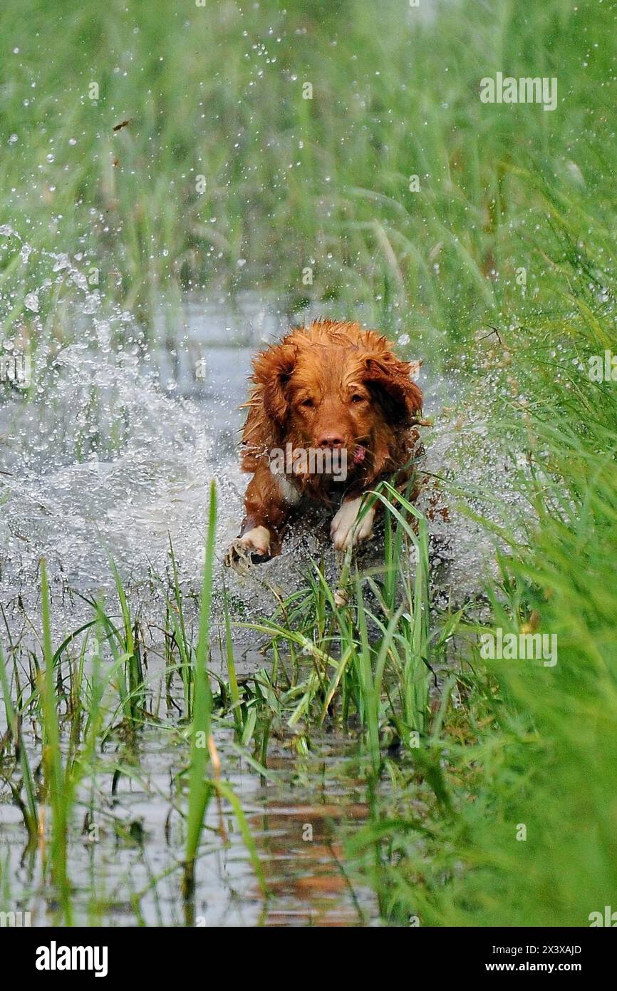 Ritratto di Nova Scotia Duck Tolling Retriever Foto Stock