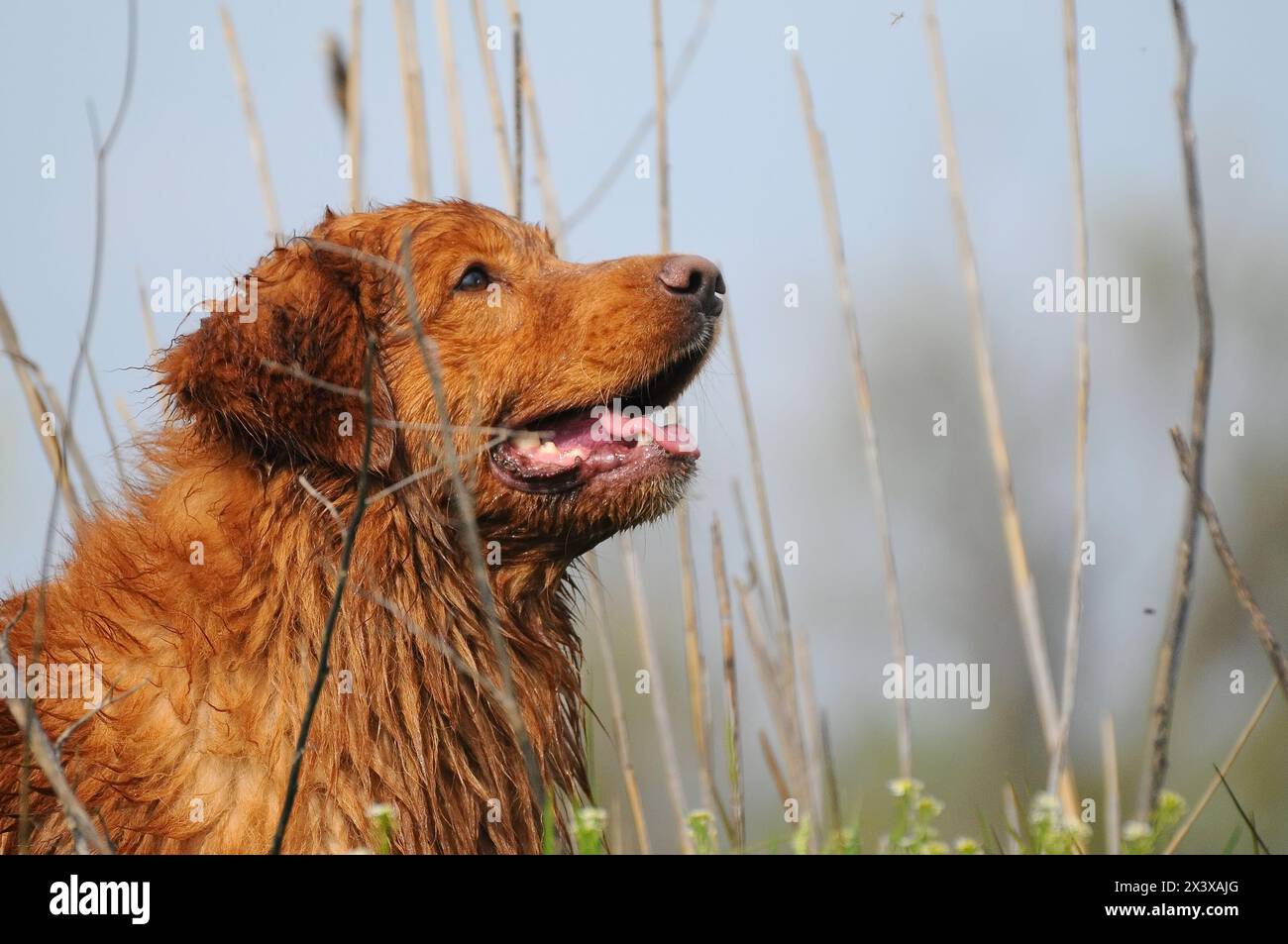 Ritratto di Nova Scotia Duck Tolling Retriever Foto Stock